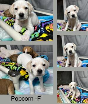 Boxer Dogs Available for Adoption - Popcorn | PetCurious