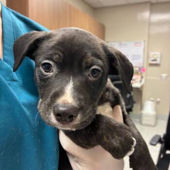 Bando -  Pit Bull Terrier and Mixed Breed Dog for Adoption in Reno, Nevada - Bando | PetCurious