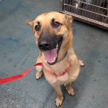 Zoe Shep -  German Shepherd Dog Dog for Adoption in Chico, California - Zoe Shep | PetCurious