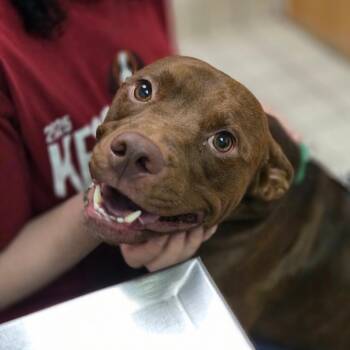 The Wizard Of Paws -  Mixed Breed Dog for Adoption in Charleston, West Virginia - The Wizard Of Paws | PetCurious