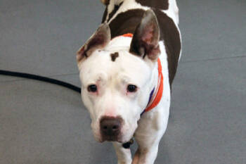 Rescue Pit Bull Terrier and Mixed Breed Dogs for Adoption in Cleveland, Ohio - Zoe | PetCurious