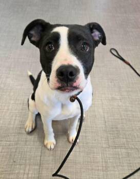 Terrier Dogs Available for Adoption - Crumble Yrly 37 | PetCurious