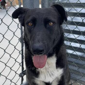 German Shepherd Dog and Mixed Breed Dogs Available for Adoption - BANJO | PetCurious