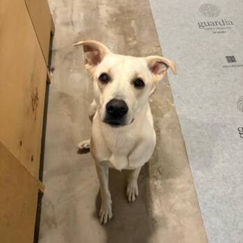 Ella -  Mixed Breed Dog for Adoption in Houston, Texas - Ella | PetCurious