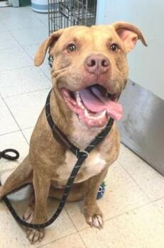 TIGGER (cc7254) -  Pit Bull Terrier Dog for Adoption in West Orange, New Jersey - TIGGER (cc7254) | PetCurious
