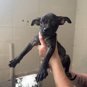 Matilda -  Terrier and Mixed Breed Dog for Adoption in Clanton, Alabama - Matilda | PetCurious