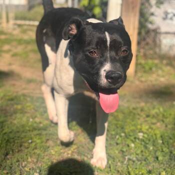 Boxer and Husky Dogs Available for Adoption in Starkville, Mississippi - Bruno | PetCurious