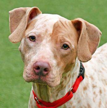 Rescue Pit Bull Terrier and Mixed Breed Dogs for Adoption in Cleveland, Ohio - Prada | PetCurious