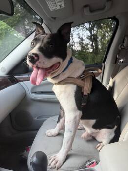 Hank -  American Staffordshire Terrier Dog for Adoption in Nashville, Tennessee - Hank | PetCurious