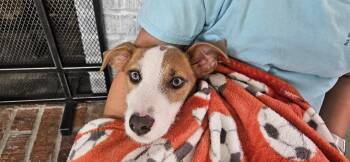 Rescue Wirehaired Terrier and Hound Dogs for Adoption in Kirksville, Missouri - Kat | PetCurious