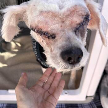 HOPE -  Miniature Poodle Dog for Adoption in Atascadero, California - HOPE | PetCurious