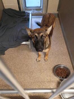 BEBE -  German Shepherd Dog and Mixed Breed Dog for Adoption in Albuquerque, New Mexico - BEBE | PetCurious