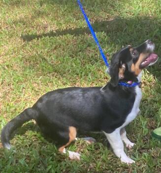 Meg -  Chihuahua and Terrier Dog for Adoption in Bloomfield, Connecticut - Meg | PetCurious
