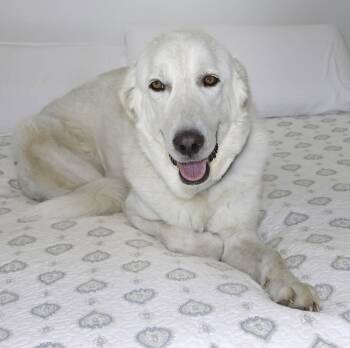 Rescue Great Pyrenees and Akbash Dogs for Adoption in Nashville, Tennessee - William | PetCurious