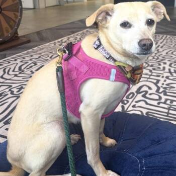 Chihuahua Dogs Available for Adoption in Los Angeles, California - Yodel | PetCurious