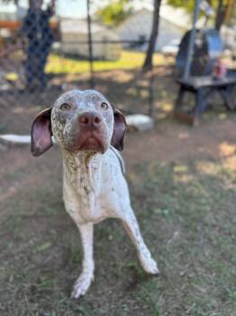 Princess Bubblegum -  German Shorthaired Pointer Dog for Adoption in Winnsboro, South Carolina - Princess Bubblegum | PetCurious