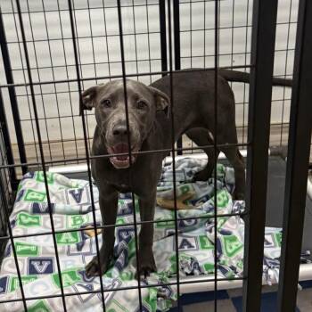 Eggs Sammy -  Cane Corso and Terrier Dog for Adoption in St. Louis, Missouri - Eggs Sammy | PetCurious
