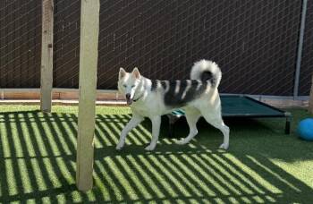 TINY -  Husky Dog for Adoption in Palo Alto, California - TINY | PetCurious