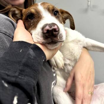 Mixed Breed Dogs Available for Adoption in Tacoma, Washington - Pickleball | PetCurious