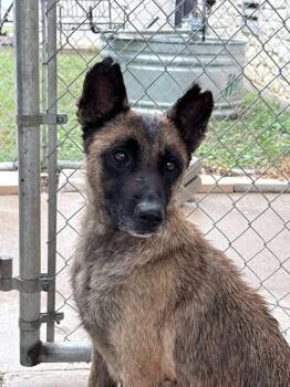 Ursula -  Belgian Shepherd Malinois Dog for Adoption in Richland Hills, Texas - Ursula | PetCurious
