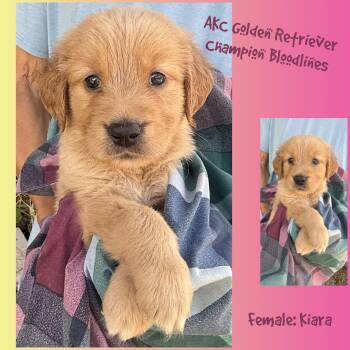 Kiara -  Golden Retriever Dog for Sale in Houston, Texas - Kiara | PetCurious