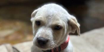 Rescue Mixed Breed Dogs for Adoption in Houston, Texas - Finch | PetCurious