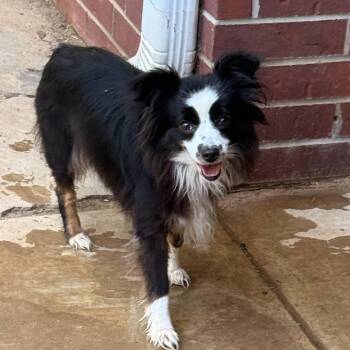 Ella -  Australian Shepherd Dog for Adoption in Texarkana, Texas - Ella | PetCurious