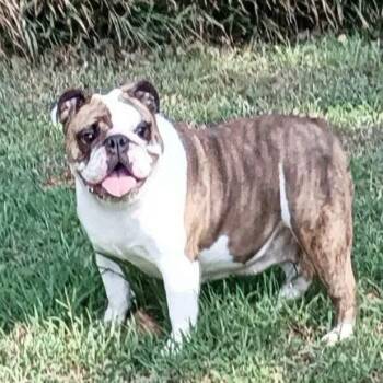 Butter -  English Bulldog Dog for Adoption in Alexander, Arkansas - Butter | PetCurious