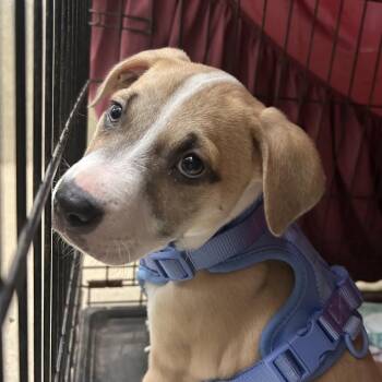 Haley -  Mixed Breed Dog for Adoption in Lynchburg, Virginia - Haley | PetCurious