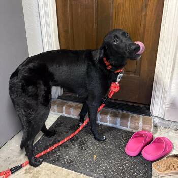 Labrador Retriever Dogs Available for Adoption in Silsbee, Texas - Lainey | PetCurious