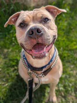BUTTONS -  American Bulldog and Mixed Breed Dog for Adoption in Vaughan, Ontario - BUTTONS | PetCurious