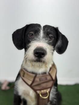 Alice-One of our Amazing Rescue Dogs -  Border Terrier and Schnauzer Dog Available for Adoption in Carlsbad, California - Alice-One Of Our Amazing Rescue Dogs | PetCurious