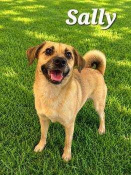 Sally Yrly 238 -  Terrier Dog for Adoption in Sidney, Ohio - Sally Yrly 238 | PetCurious