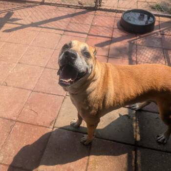 Earl -  Mixed Breed Dog for Adoption in Boaz, Alabama - Earl | PetCurious