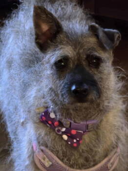 Rescue Terrier Dogs for Adoption in Ashville, Ohio - Thistle | PetCurious