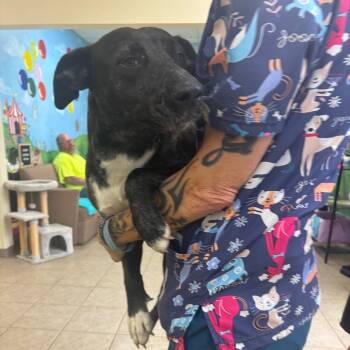 Rory -  Black Labrador Retriever and Mixed Breed Dog for Adoption in Palestine, Texas - Rory | PetCurious