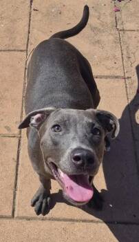 Sleepy -  Mixed Breed Dog for Adoption in Shreveport, Louisiana - Sleepy | PetCurious