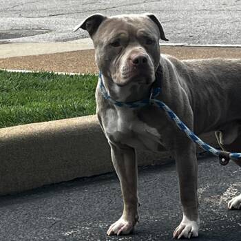 Chowder -  Terrier Dog for Adoption in St. Louis, Missouri - Chowder | PetCurious