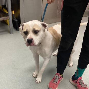 Pit Bull Terrier Dogs Available for Adoption - Mcmurry | PetCurious