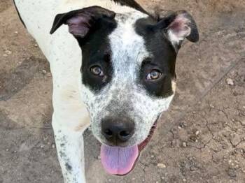 Mixed Breed Dogs Available for Adoption in Georgetown, Texas - Oreo | PetCurious
