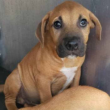 MELVIN -  American Staffordshire Terrier Dog for Adoption in San Antonio, Texas - MELVIN | PetCurious
