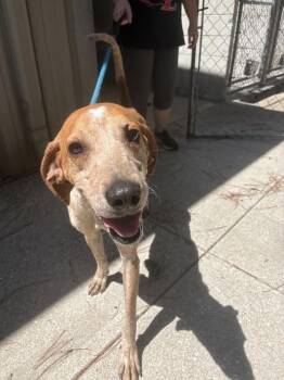 Rooster -  English Coonhound Dog for Adoption in Georgetown, South Carolina - Rooster | PetCurious