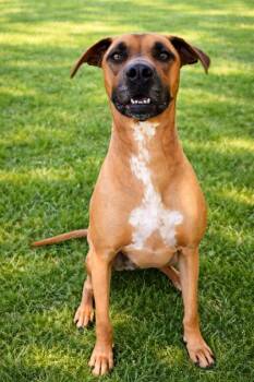 Copper 277-26 -  Mixed Breed Dog for Adoption in Cumming, Georgia - Copper 277-26 | PetCurious