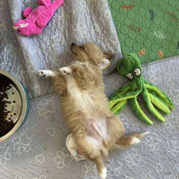 Maltipoo Dogs Available for Adoption in Chickasha, Oklahoma - Larry | PetCurious