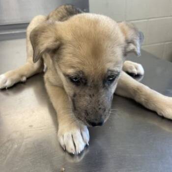Shepherd and Mixed Breed Dogs Available for Adoption in Austin, Texas - Ada | PetCurious