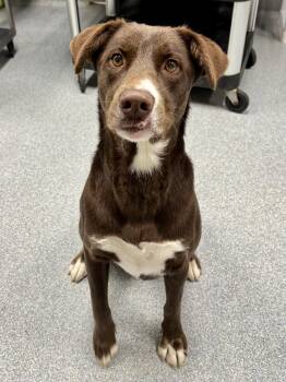 Chocolate Labrador Retriever Dogs Available for Adoption in St. Joseph, Michigan - Wendy | PetCurious