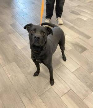 Labrador Retriever Dogs Available for Adoption in Nevada, Missouri - Blue | PetCurious