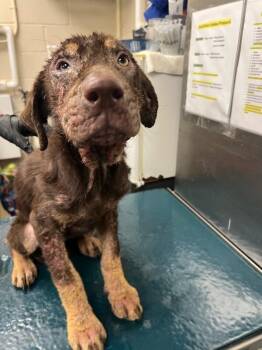 Pebbles -  Mixed Breed Dog for Adoption in Mobile, Alabama - Pebbles | PetCurious