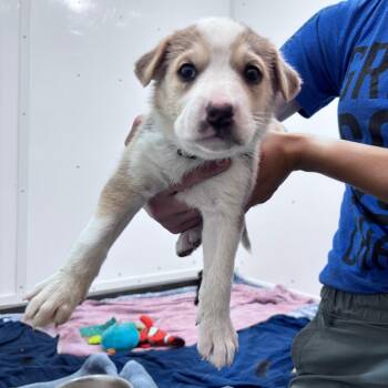 Coco -  Mixed Breed Dog for Adoption in Bismarck, North Dakota - Coco | PetCurious