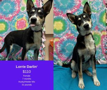 Rescue Husky and Australian Cattle Dog Blue Heeler Dogs for Adoption in Decatur, Alabama - Lorrie Darlin